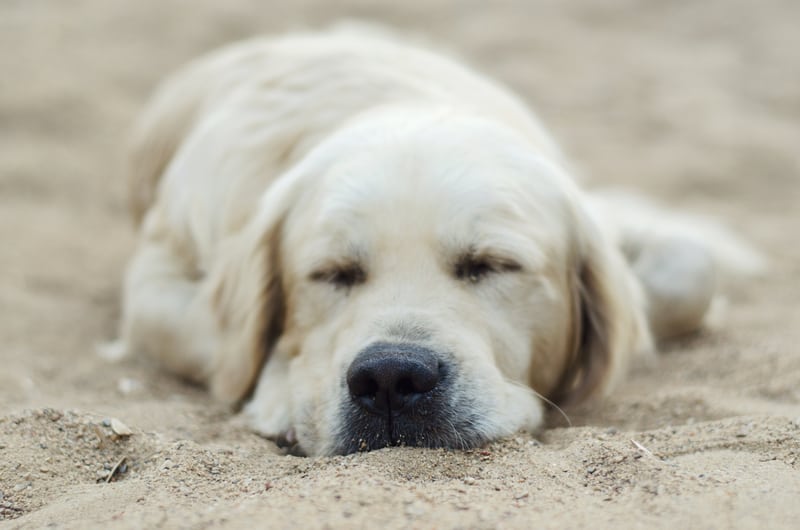 A golden retriever lies down on a sandy surface with its eyes closed, appearing to be peacefully napping. The dog's fur looks soft and wavy, and its nose is slightly covered in sand. The image conveys a sense of calm and relaxation.