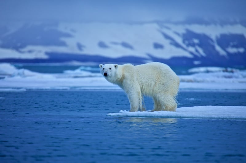 A polar bear stands on a small ice floe in an icy blue sea, with snow-covered mountains in the background. The bear appears to be looking directly at the camera. The scene is serene, showcasing the natural habitat of the polar bear in the Arctic.