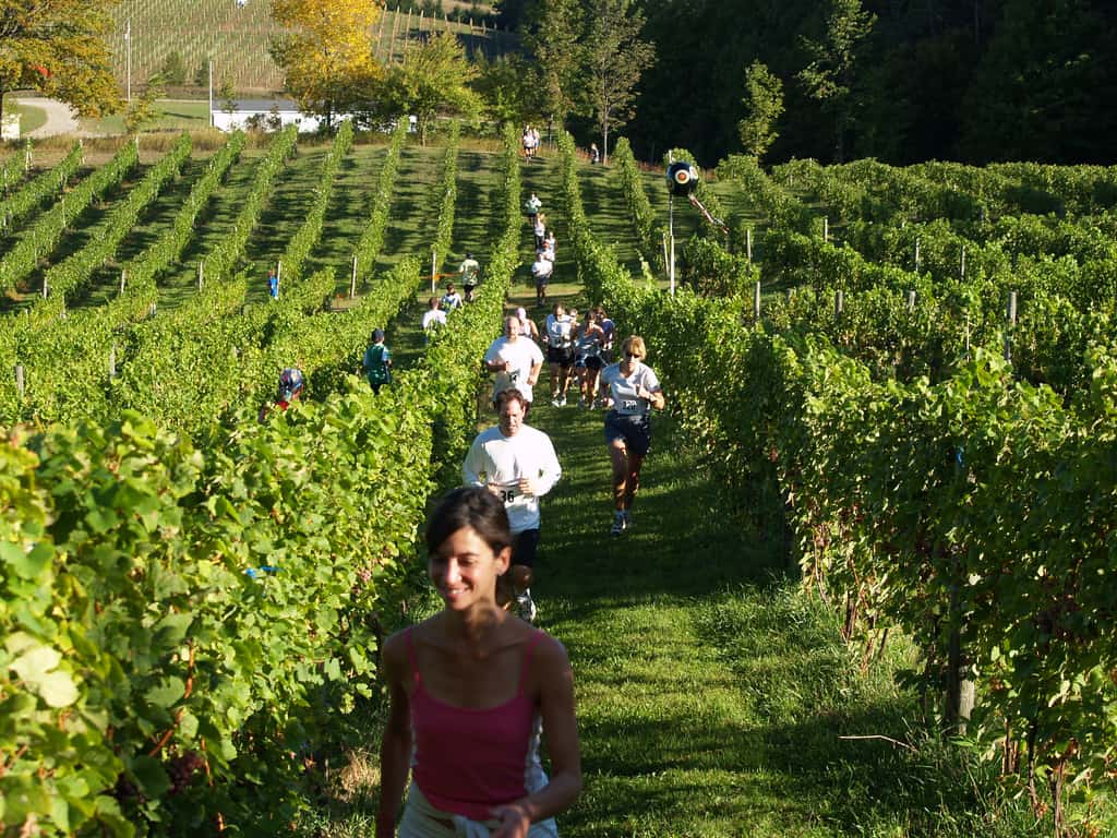 Runners make their way among the vineyards of Michigan's Leelanau Peninsula Wine Trail at the 2007 Harvest Stompede race. (Photo by Ipwines/flickr)