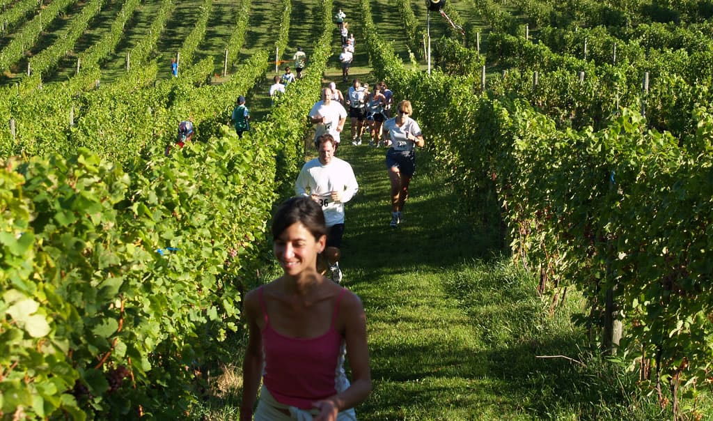 A group of people participates in a run through lush vineyards. Sunny weather highlights the green grapevines. The runners are spaced out along the grassy path, with some appearing more visible and closer, while others are further back amidst the grape rows.