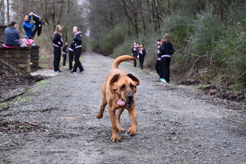 A brown dog with long ears and a wagging tail walks on a gravel path through a forested area. In the background, several people dressed in similar black and pink athletic outfits are gathered, some standing and others sitting on a low stone wall.