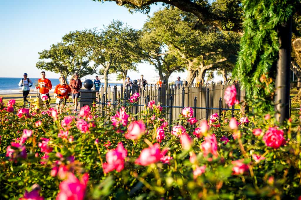 A scenic park with a black iron fence and blooming pink flowers in the foreground. In the background, a group of people jog along a path lined with large trees, with a view of the ocean further beyond. The sky is clear and blue, suggesting a sunny day.