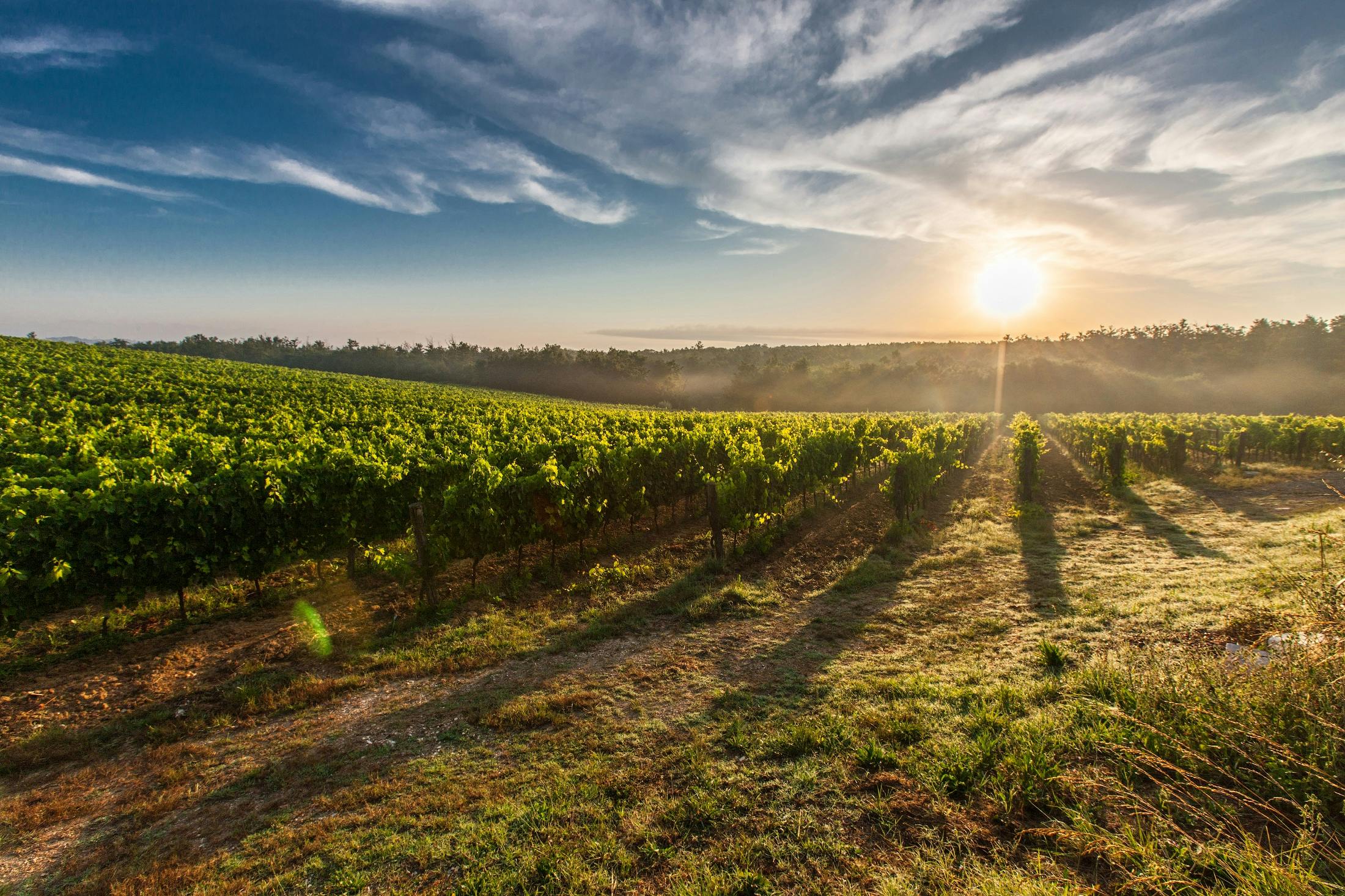 Wine Country Half Marathons