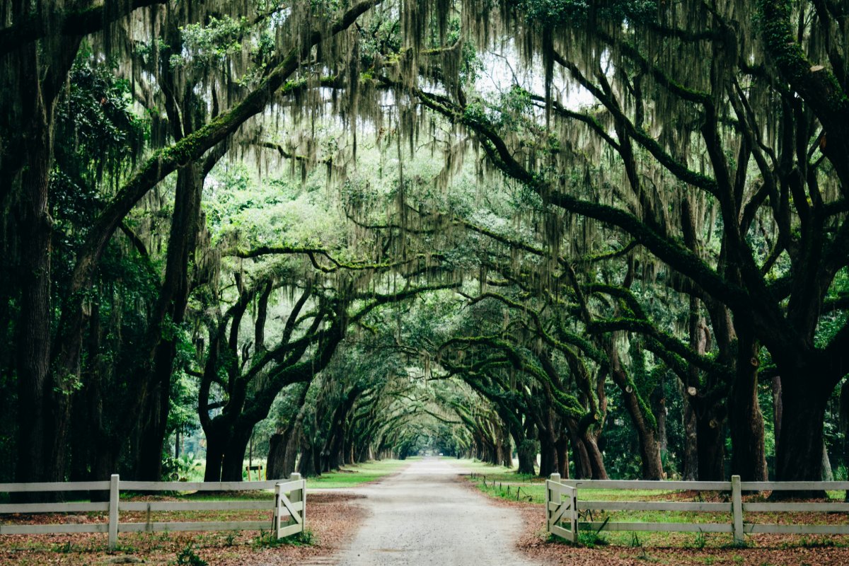 Scenic Georgia Half Marathons