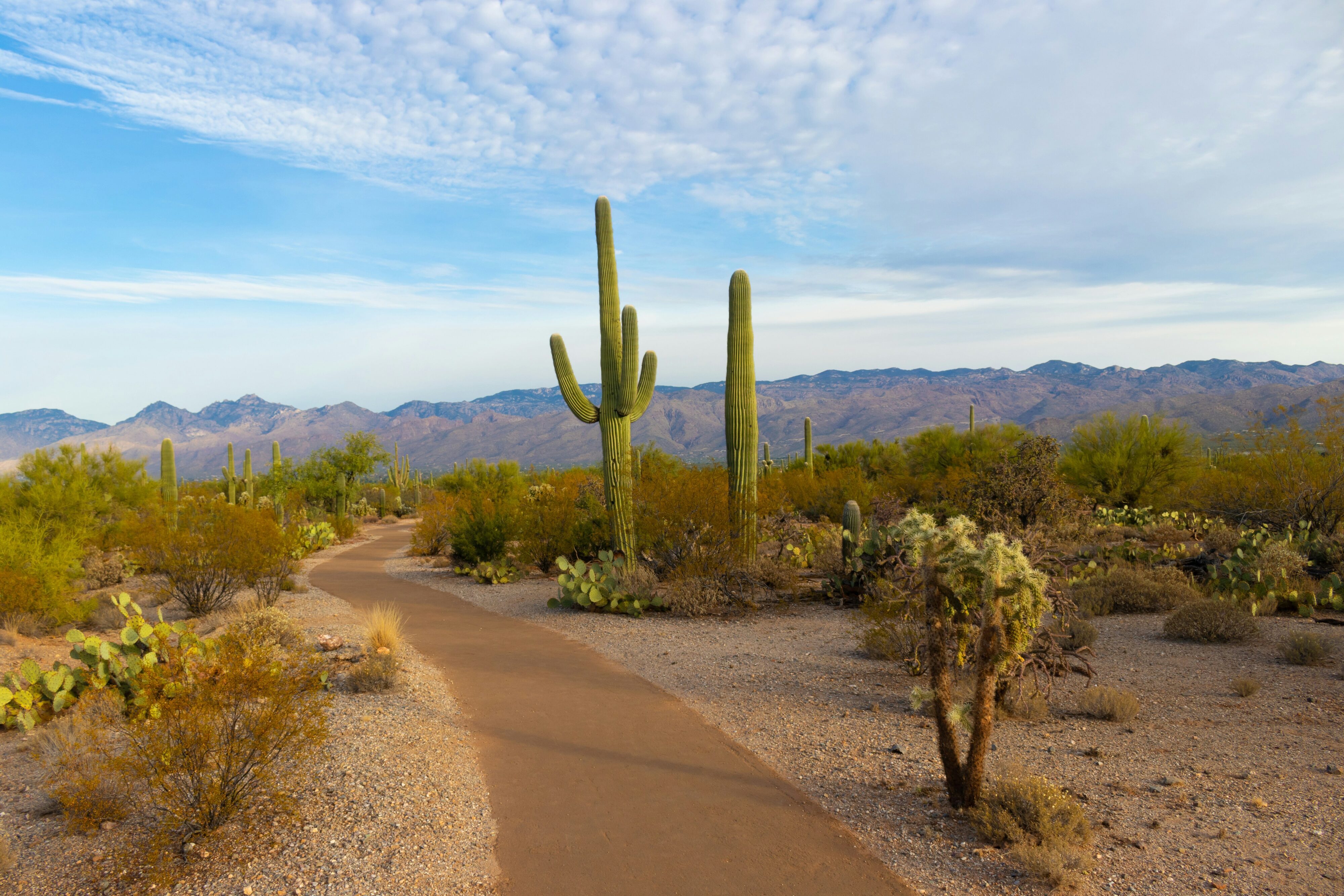 A road the Saguaro National Park Labor Day race runs through.