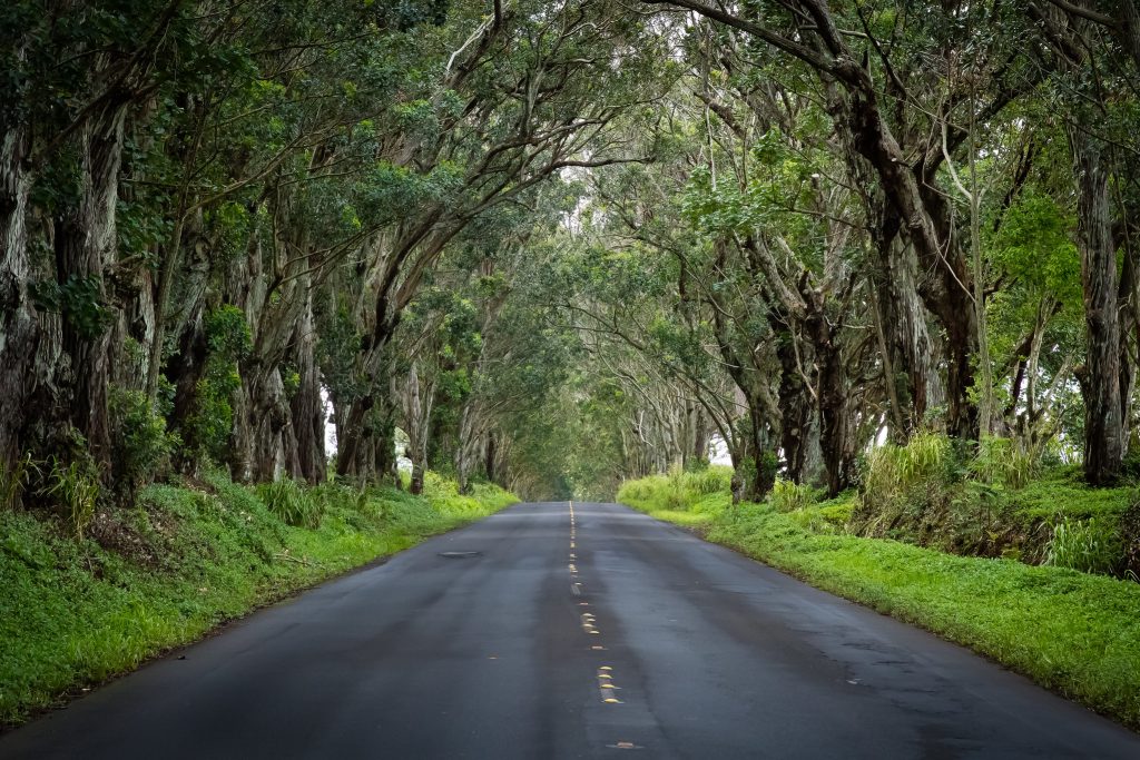 Maluhia Road Tree Tunnel, Kauai