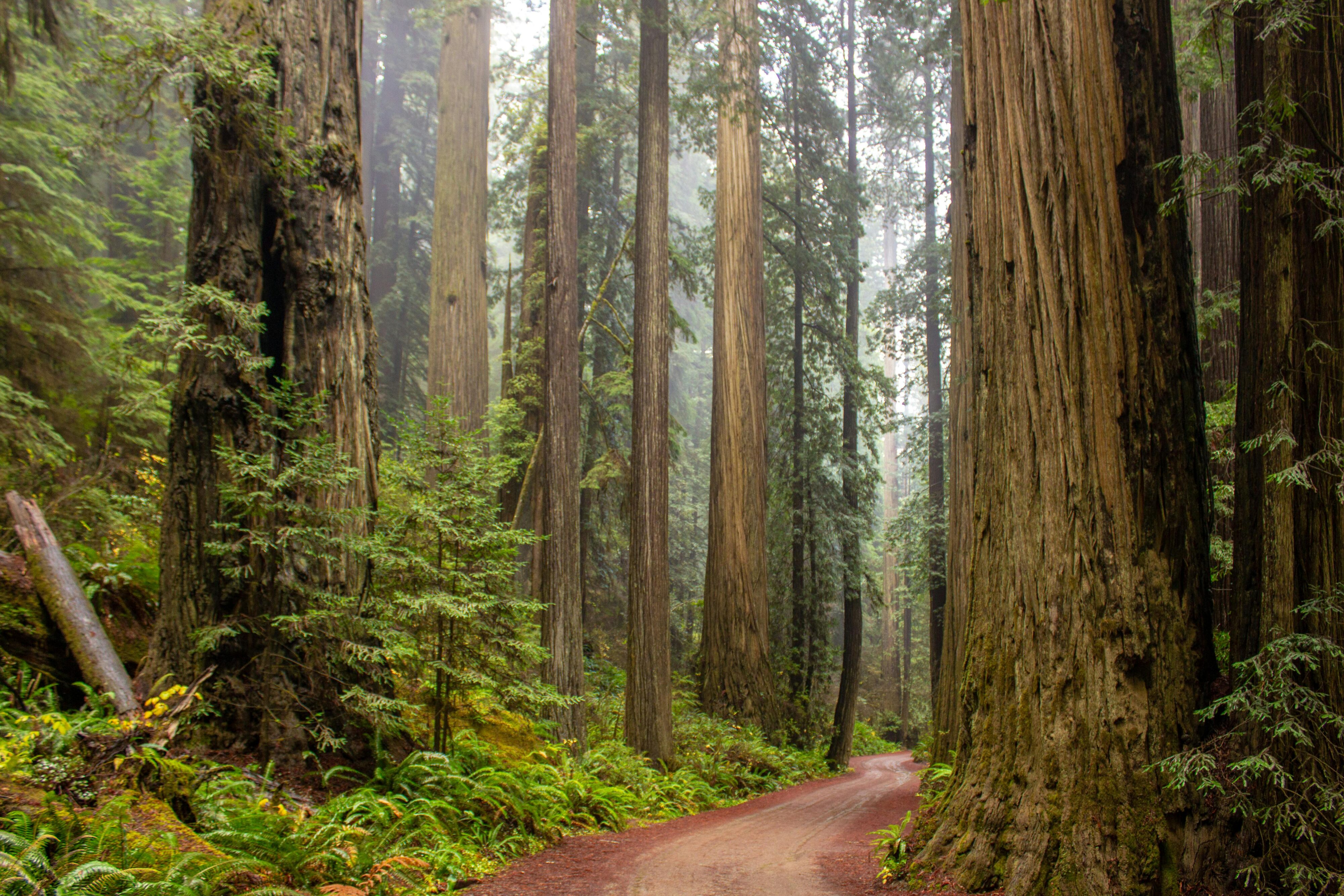 Ancient Redwood